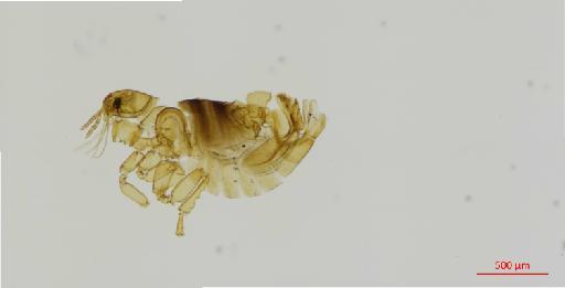 Hectopsylla suarezi Fox, 1929 - 010179193_specimen