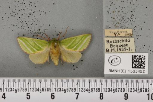 Pseudoips prasinana britannica (Warren, 1913) - BMNHE_1565452_293551