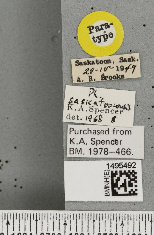 Phytomyza saskatoonensis Spencer, 1969 - BMNHE_1495492_label_61584