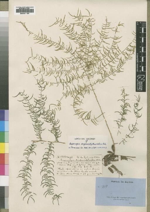Asparagus drepanophyllus Welw. ex Baker - BM000911585