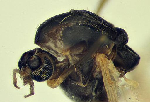 Paratrichocladius pluriserialis Freeman - Paratrichocladius_pleuriserialis-1240885-humeral_pits