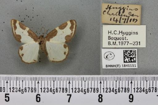 Lomaspilis marginata (Linnaeus, 1758) - BMNHE_1841111_419369