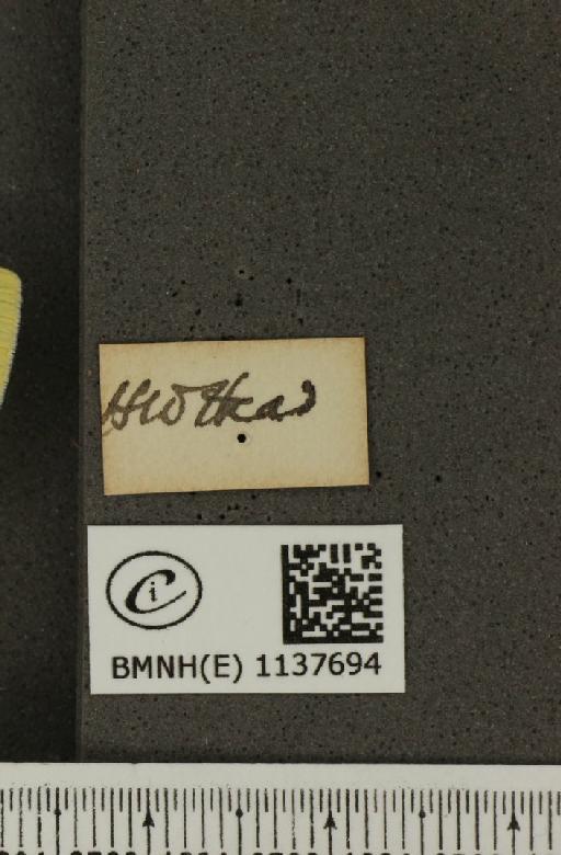 Pieris napi britannica Müller & Kautz, 1939 - BMNHE_1137694_a_label_90414