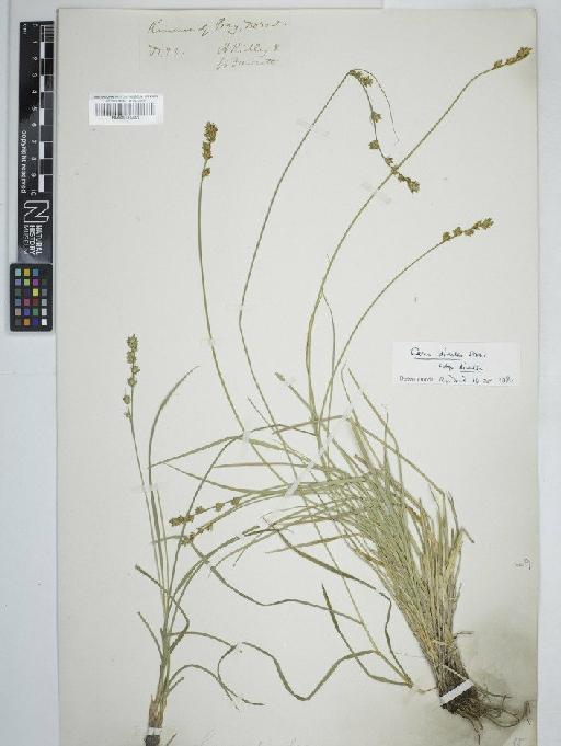 Carex divulsa subsp. divulsa Stokes - BM001131440C