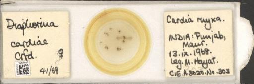 Diaphorina aegyptiaca Puton, 1892 - BMNHE_1251493_375