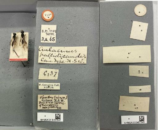 Aulacinus pallidicaudis Cameron, P., 1911 - 013457843_Aulacinus_pallidicaudis_STs-3a-65_labels