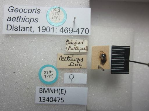 Geocoris aethiops Distant, 1901 - Geocoris aethiops-BMNH(E)1340475-Syntype female dorsal & labels
