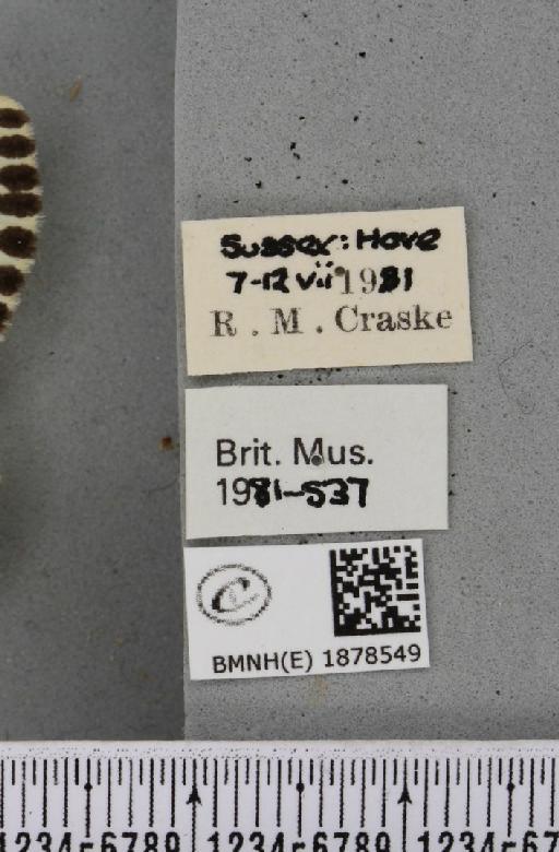 Abraxas grossulariata (Linnaeus, 1758) - BMNHE_1878549_label_437589