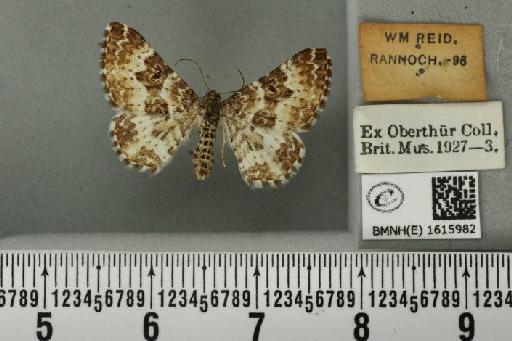 Epirrhoe tristata (Linnaeus, 1758) - BMNHE_1615982_324717