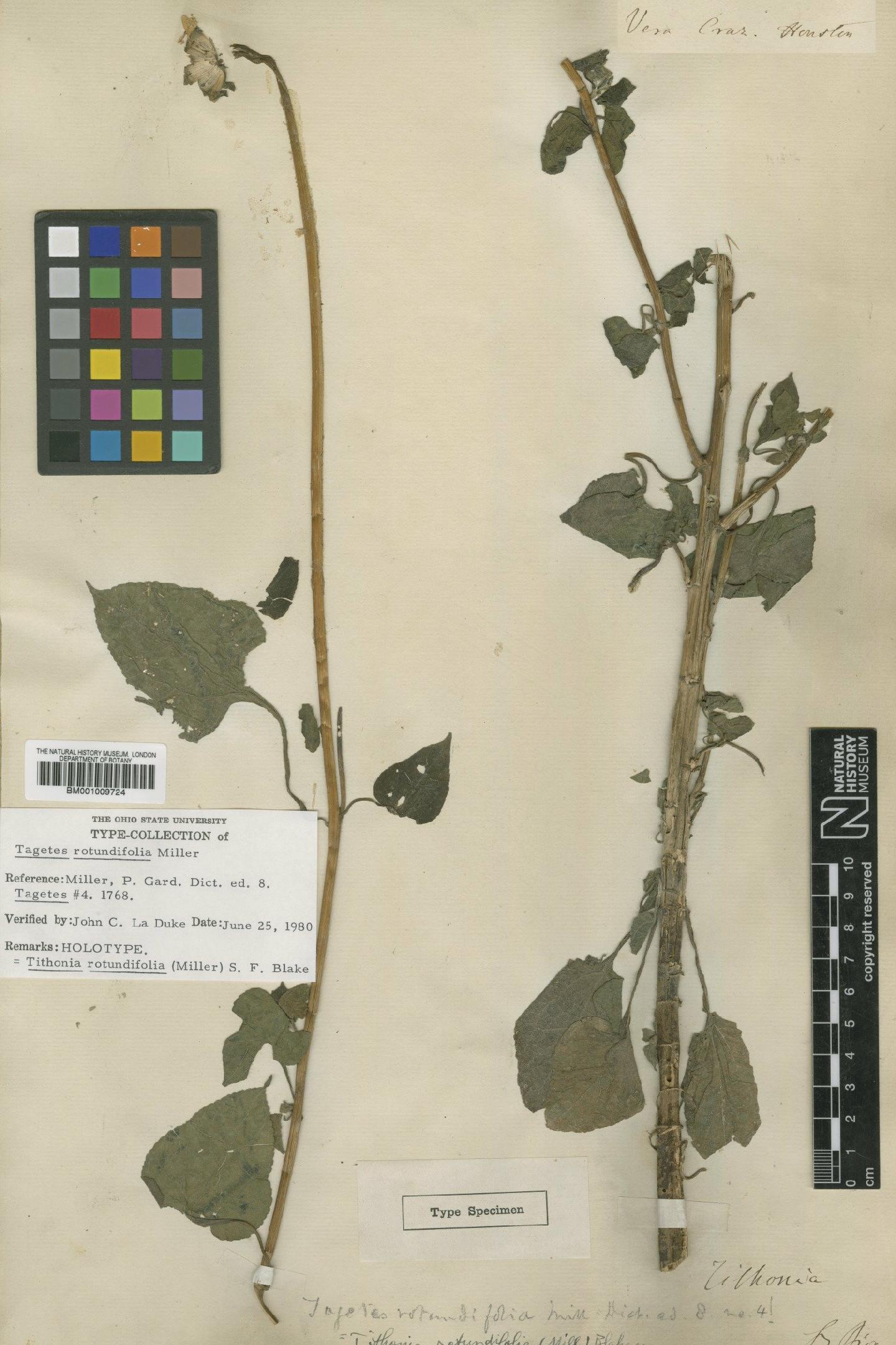 To NHMUK collection (Tithonia rotundifolia (Mill) S.F.Blake; Holotype; NHMUK:ecatalogue:620546)