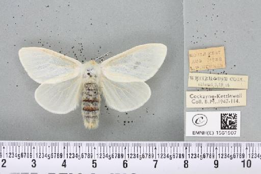 Leucoma salicis (Linnaeus, 1758) - BMNHE_1561507_251125