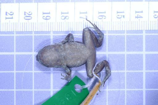Callulops humicola compta (Zweifel, 1972) - Image of specimen 1961.849