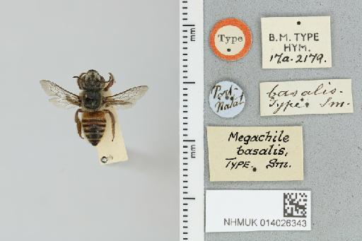 Megachile (Eurymella) basalis Smith, F., 1853 - 014026343_837905_601008-
