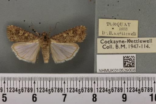Spodoptera exigua ab. variegata Dannehl, 1929 - NHMUK_010529008_582943