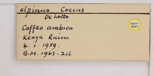Coccus alpinus De Lotto, 1960 - 010713737_additional