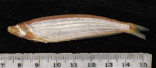Ailia punctata (Day, 1872) - 1889.2.1.2588; Ailiichthys punctata; lateral view; ACSI Project image