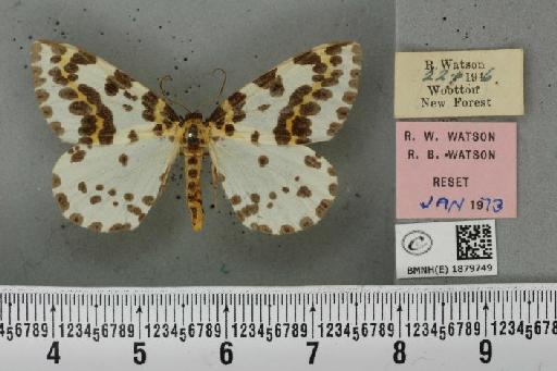 Abraxas grossulariata (Linnaeus, 1758) - BMNHE_1879749_438091