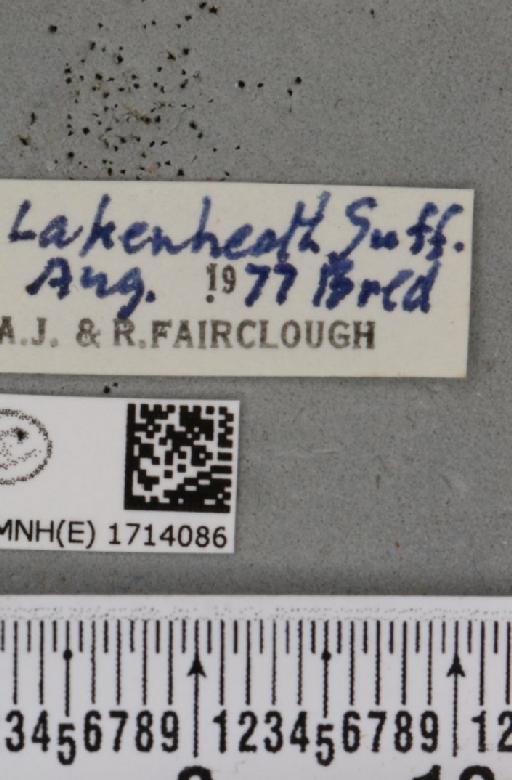Scopula rubiginata (Hufnagel, 1767) - BMNHE_1714086_label_268674