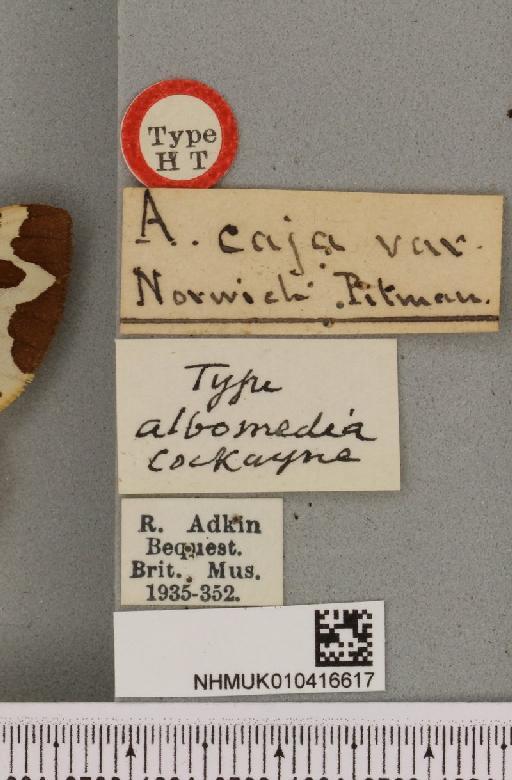 Arctia caja ab. albomedia Cockayne, 1949 - NHMUK_010416617_label_529006