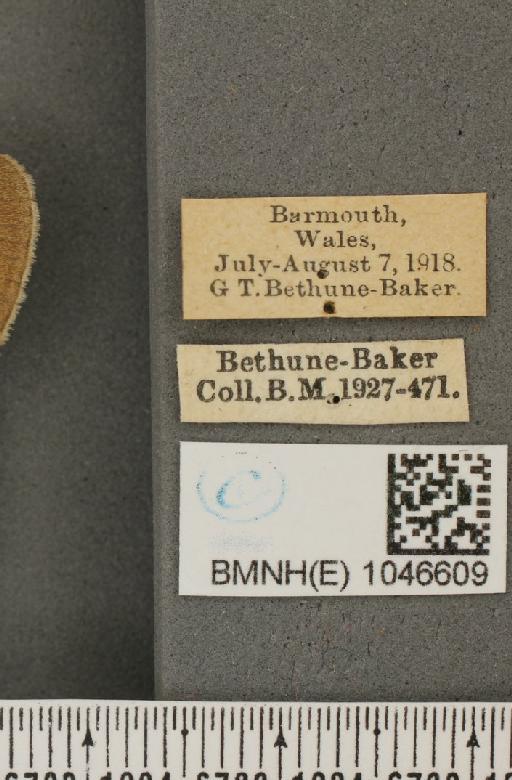 Aphantopus hyperantus (Linnaeus, 1758) - BMNHE_1046609_label_28487