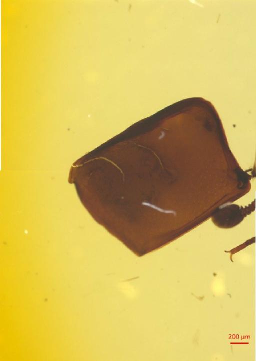 Histeridae Gyllenhal, 1808 - 010189971___15