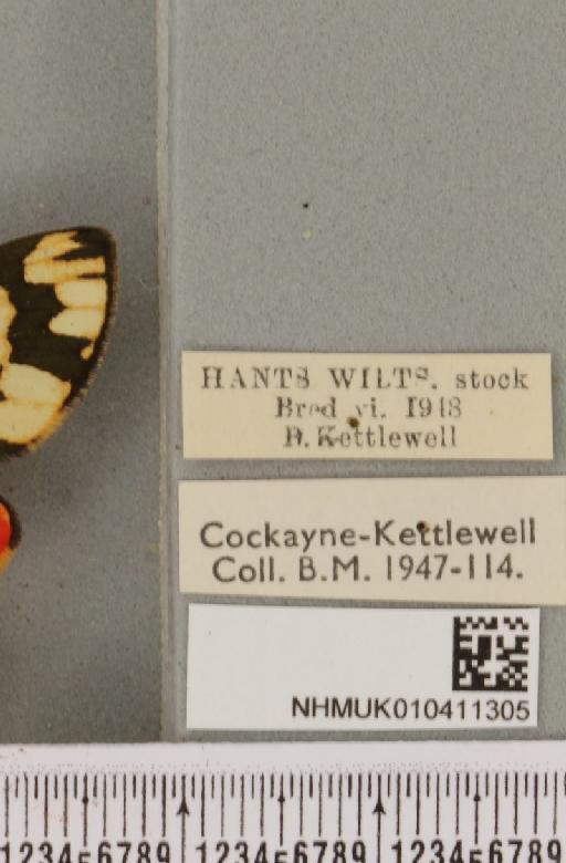 Callimorpha dominula (Linnaeus, 1758) - NHMUK_010411305_label_521135