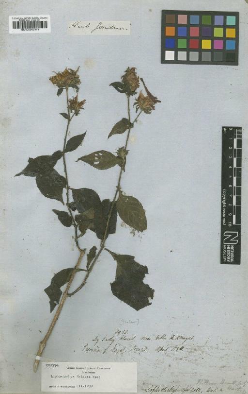 Lophostachys falcata Nees - BM000992473