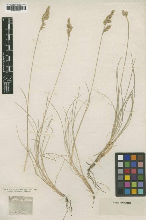 Festuca arvernensis Auquier, Kerguélen & Markgr.-Dann. - BM001067207