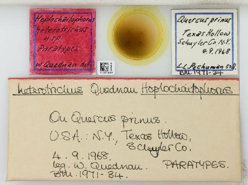 Hoplochaitophorus heterotrichus Quednau, 1971 - 015275491_112868_1094434_637181_Type