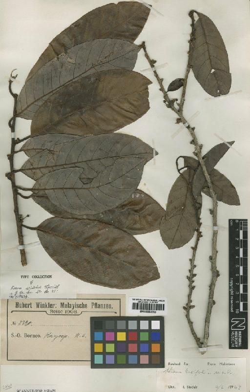 Knema latifolia Warb. - BM000884789