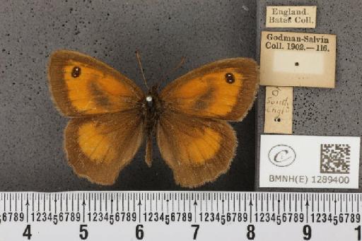 Pyronia tithonus britanniae (Verity, 1914) - BMNHE_1289400_125145