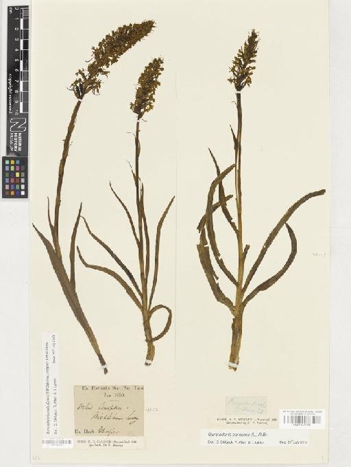 Gymnadenia borealis (Druce) R.M.Bateman, Pridgeon & M.W.Chase - BM001165504