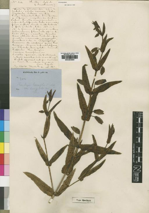 Thunbergia lancifolia Anderson - BM000838406