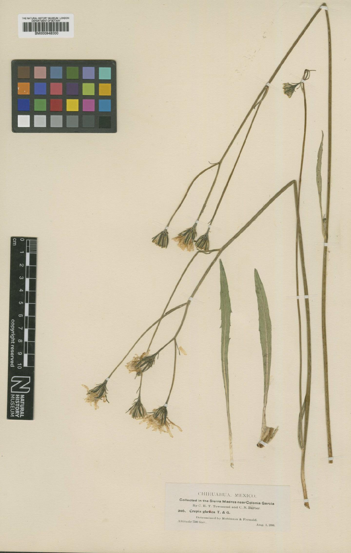 To NHMUK collection (Crepis barberi Greenm.; Type; NHMUK:ecatalogue:621400)