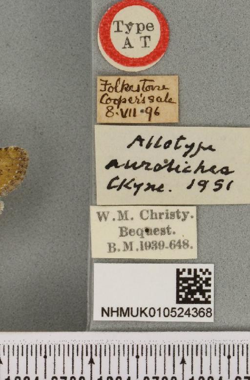 Bryophila domestica ab. aurolichenea Cockayne, 1951 - NHMUK_010524368_label_578160