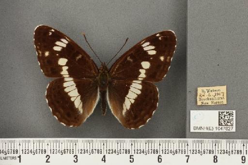 Limenitis camilla (Linnaeus, 1764) - BMNHE_1047827_42803