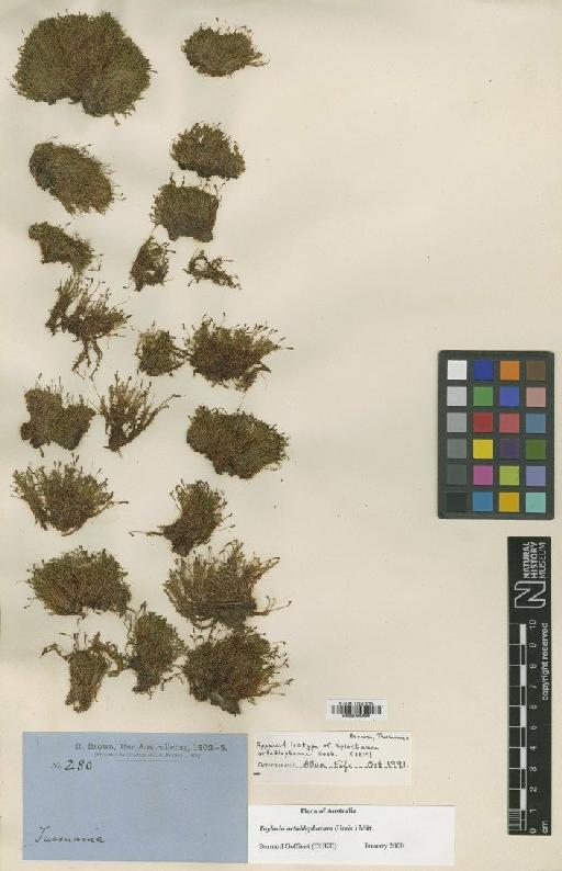 Tayloria octoblepharum (Hook.) Mitt. - BM000982988
