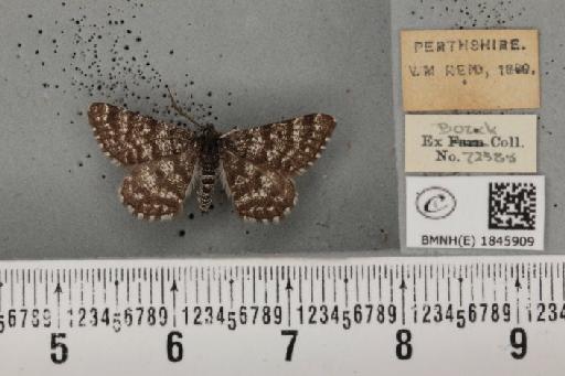 Macaria carbonaria (Clerck, 1759) - BMNHE_1845909_422849