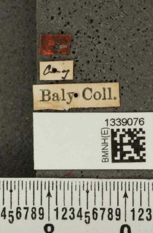 Cornubrotica dilaticornis (Baly, 1879) - BMNHE_1339076_label_22600