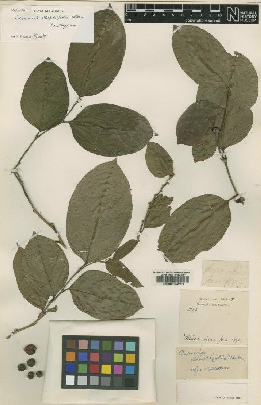 Casearia elliptifolia Merr. - BM000624283