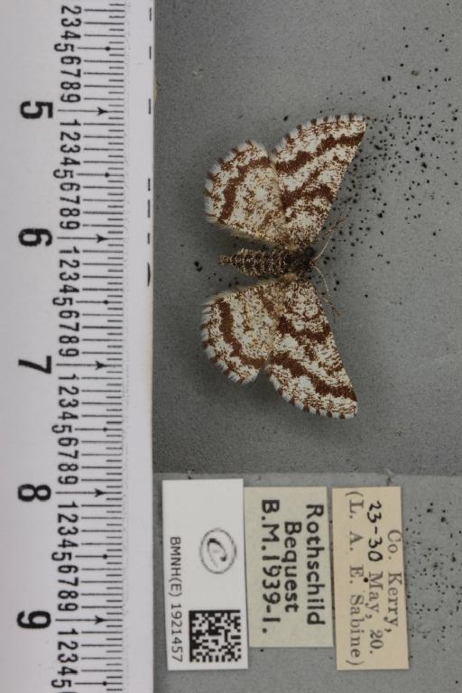 Ematurga atomaria (Linnaeus, 1758) - BMNHE_1921457_486773