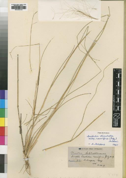 Aristida stipitata subsp. ramifera (Pilg.) Melderis - BM000922929