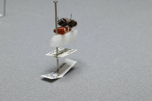 Sarcophaga (Myorhina) nigriventris Meigen, 1826 - 015091669_additional_1