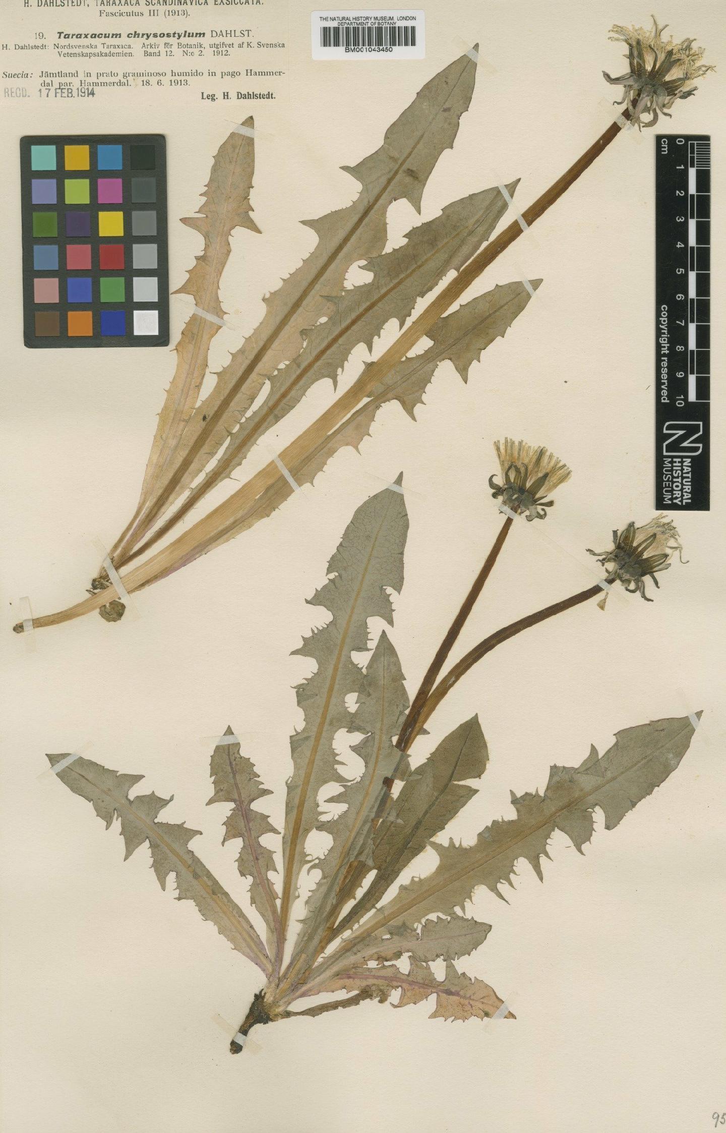 To NHMUK collection (Taraxacum chrysostylum Dahlst; Type; NHMUK:ecatalogue:1998324)