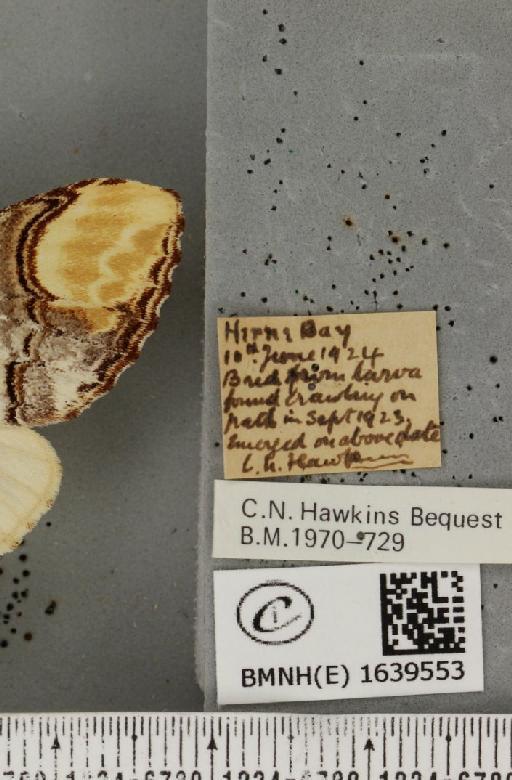 Phalera bucephala bucephala (Linnaeus, 1758) - BMNHE_1639553_label_208707