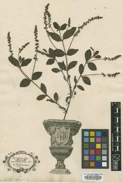 Veronica officinalis L. - BM000557537