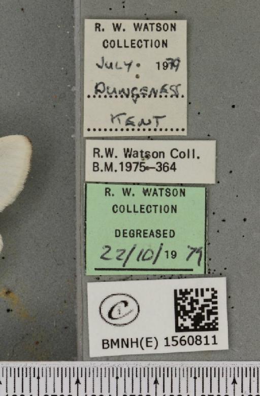 Euproctis chrysorrhoea (Linnaeus, 1758) - BMNHE_1560811_label_253467