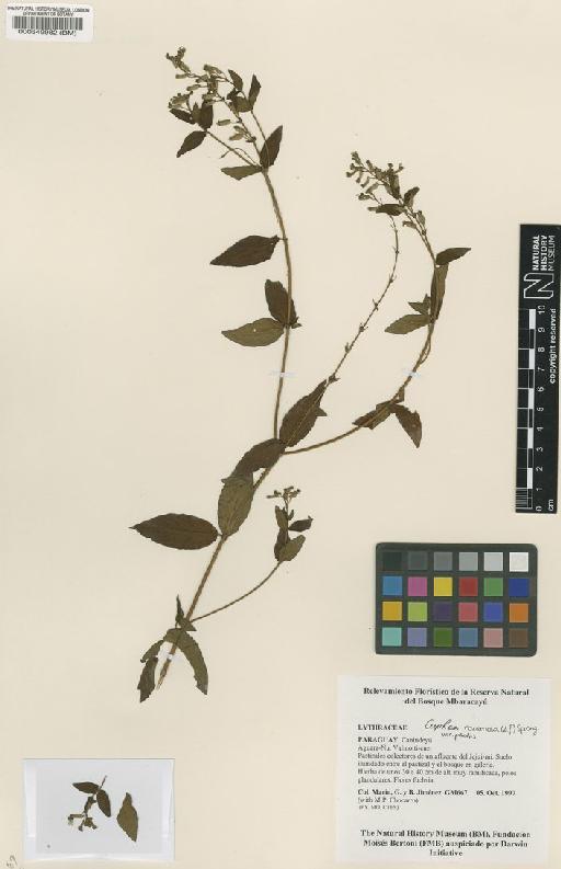 Cuphea racemosa var. palustris Lourteig - BM000549982