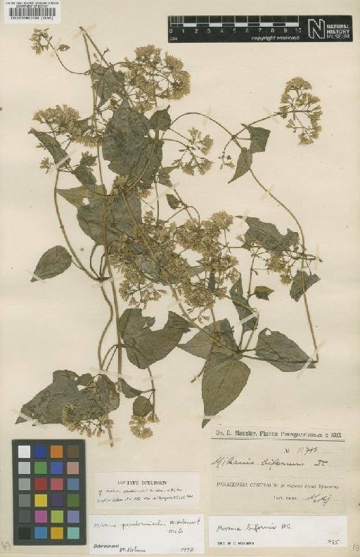 Mikania pseudorimachii W.C.Holmes & McDaniel - BM000096358