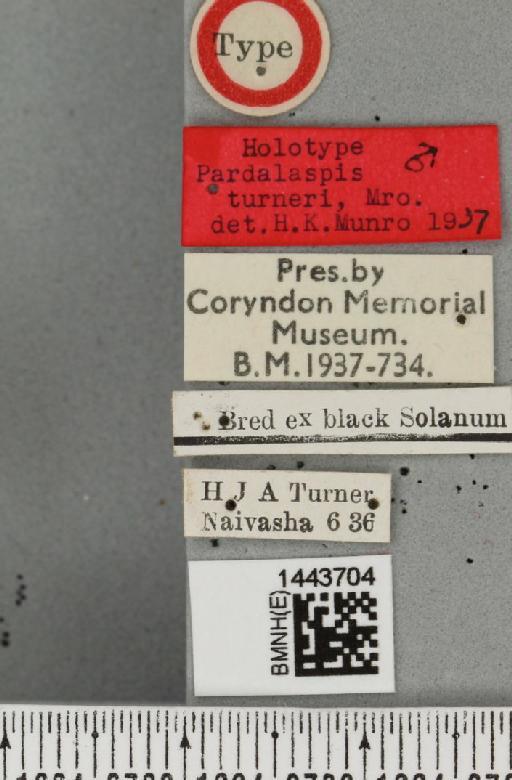 Ceratitis (Ceratalaspis) turneri (Munro, 1937) - BMNHE_1443704_label_43812